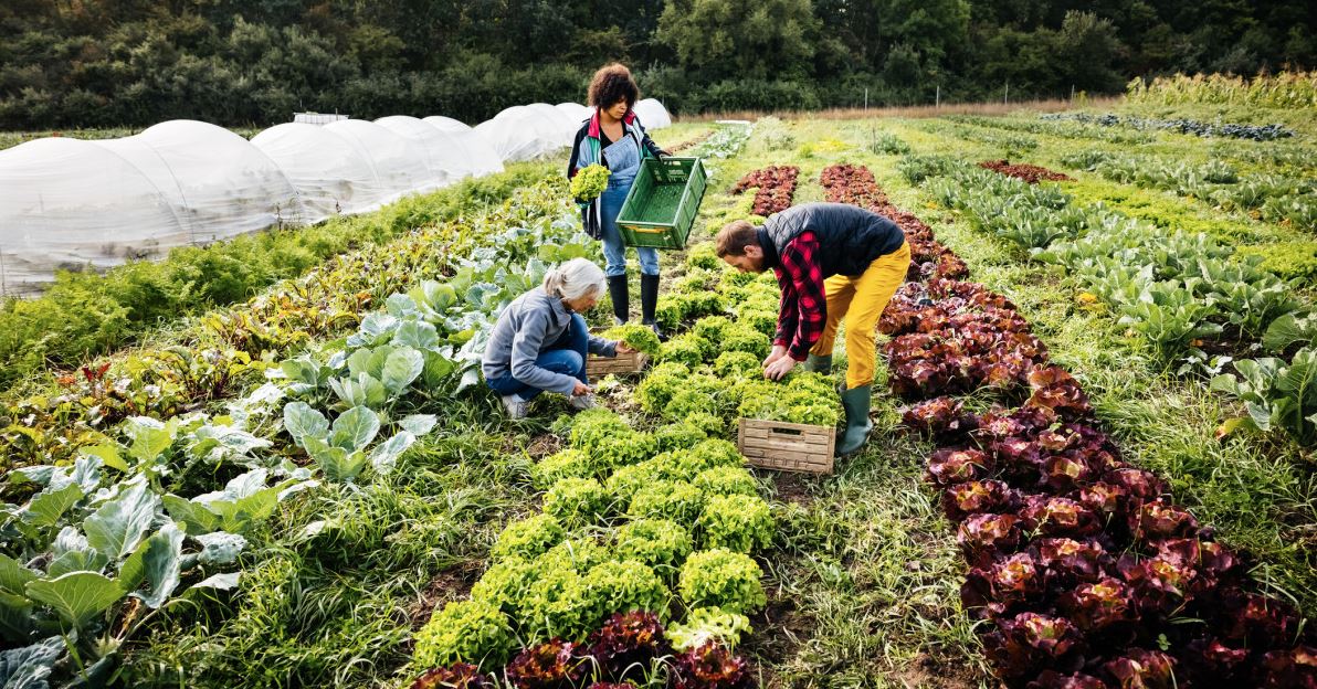 The Rhythms of the Field