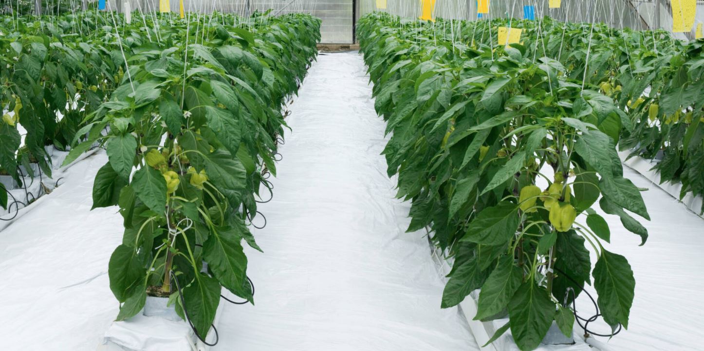 The Molecular Harvest