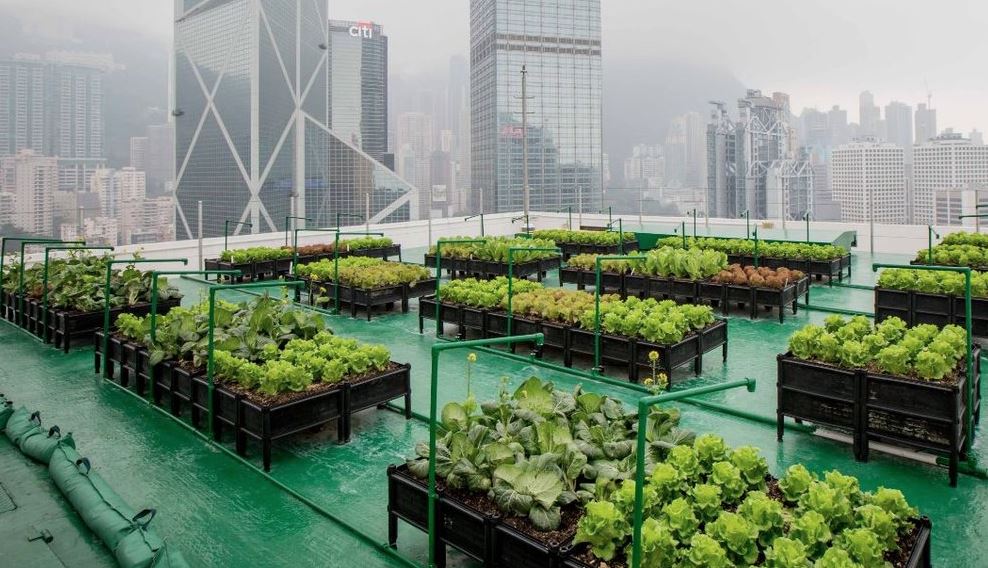Green Cities, Rooted Futures