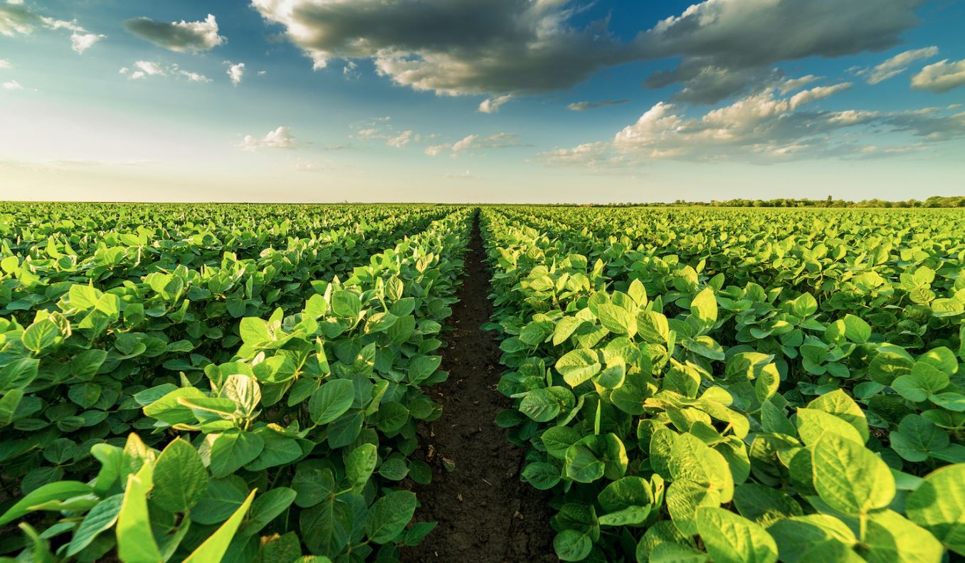 Restoring the Earth Through Regenerative Farming
